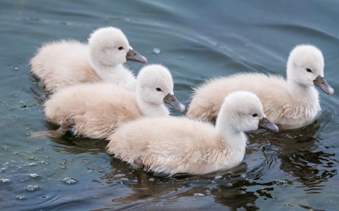 Утята в воде