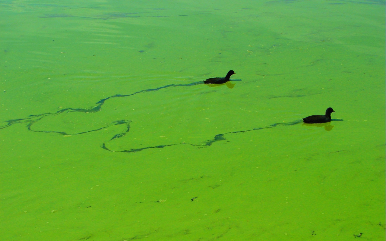 Утки плывут по зеленой тине