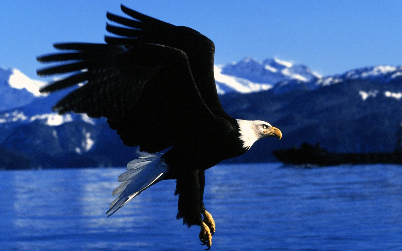 Полет орла на Аляске