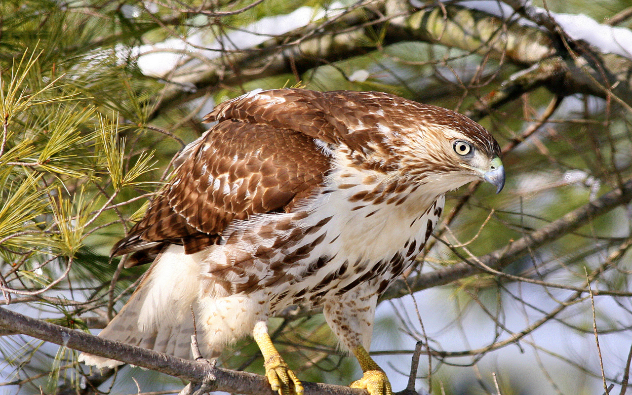 Ястреб на ветке