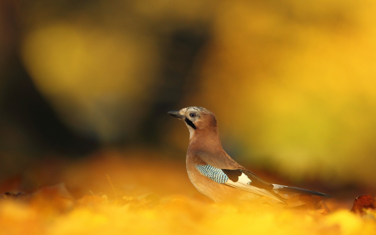 Сойка в осеннем лесу