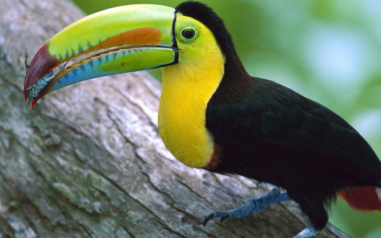 Тукан в Панаме