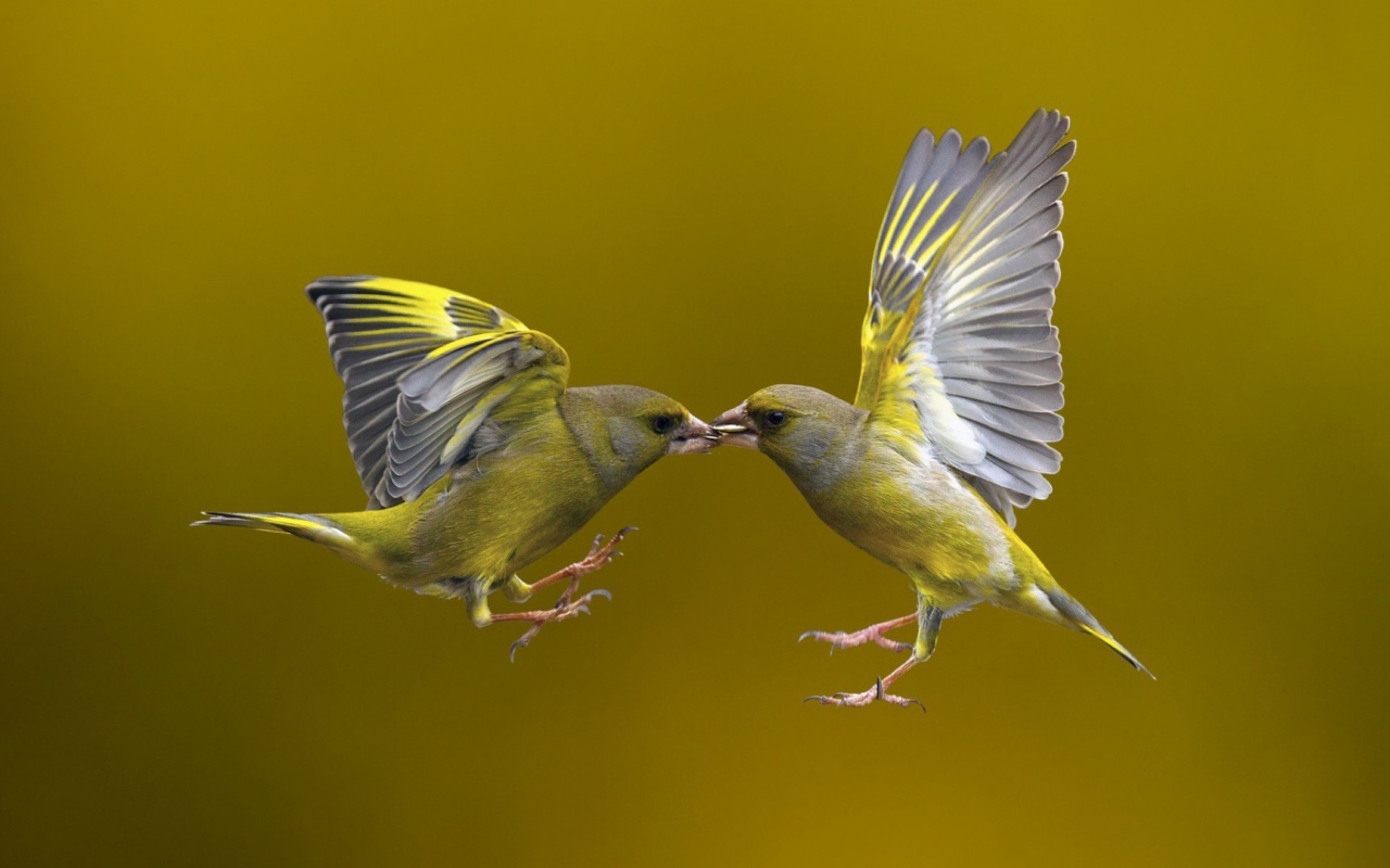 Поцелуй птичек в полёте