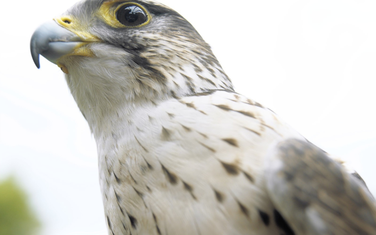 Взгляд ястреба