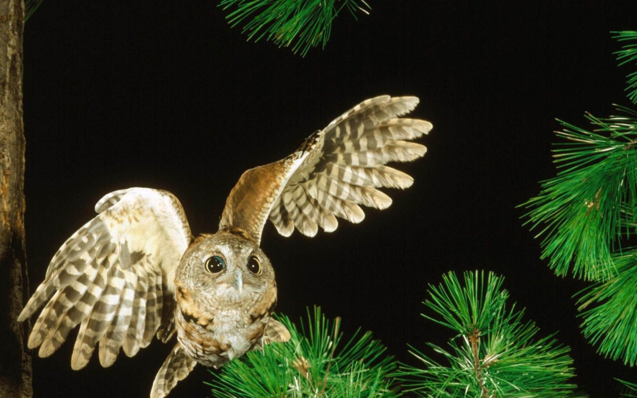 Сова в полете