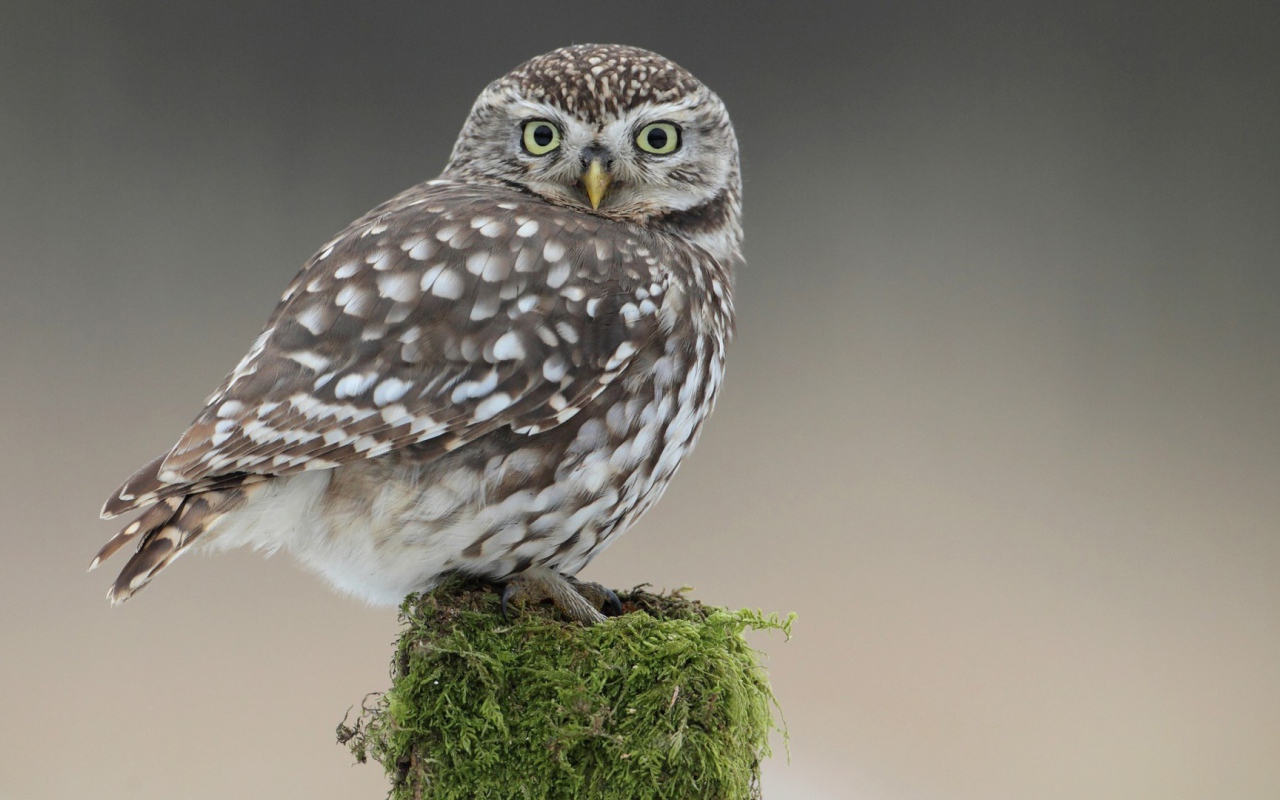 Сова на пеньке