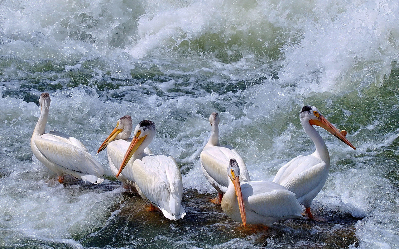 Pelicans among the waves