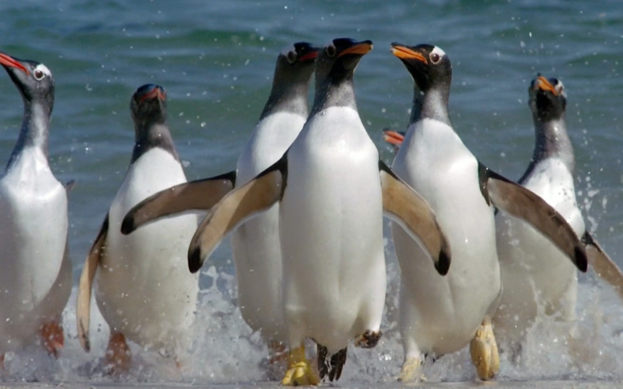 Пингвины выскакивают из воды
