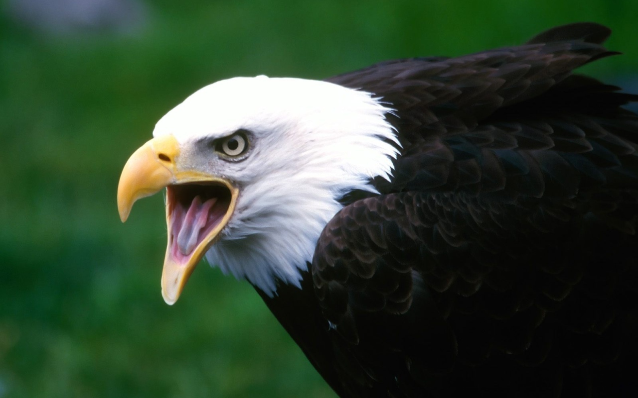 Кричащий орел