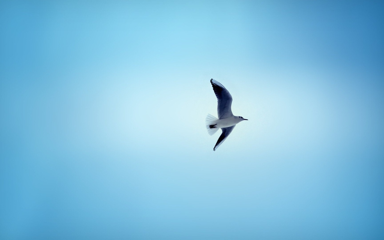 Чайка в небе