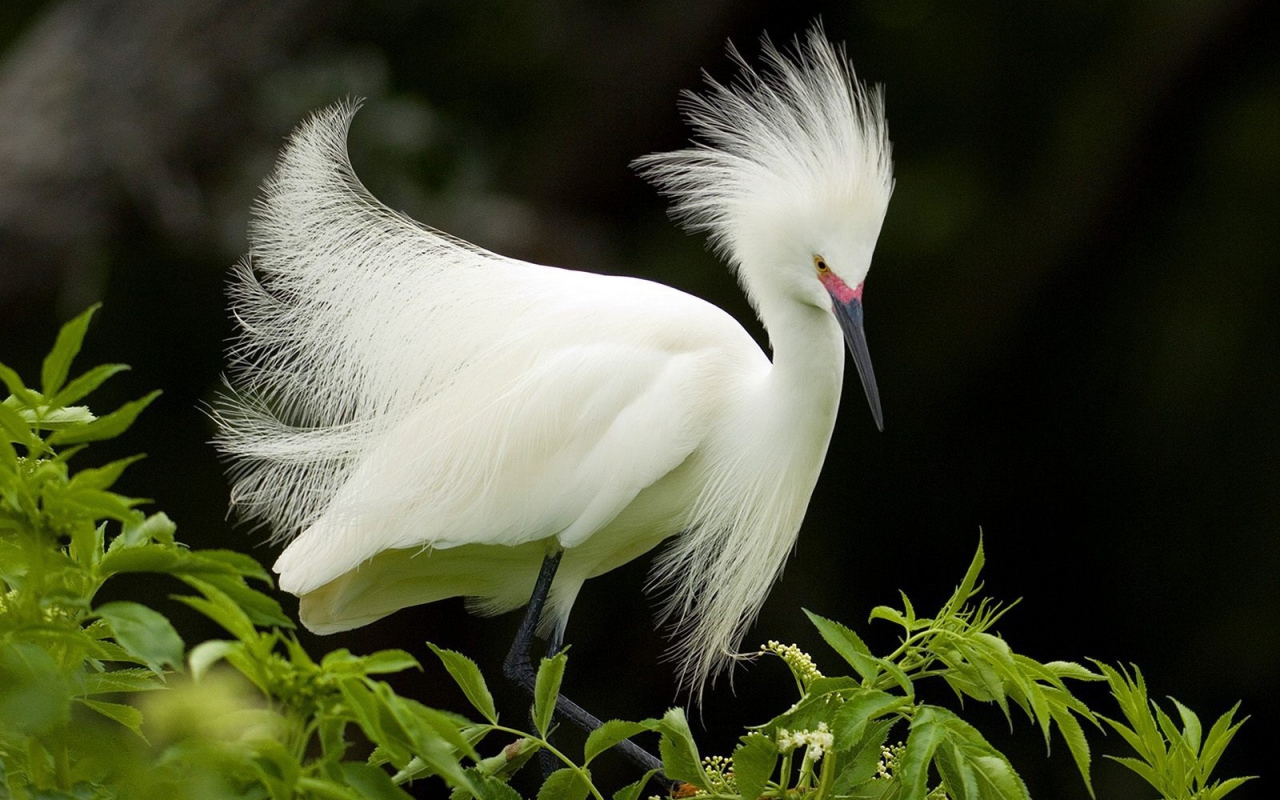 Снежная цапля в брачном наряде