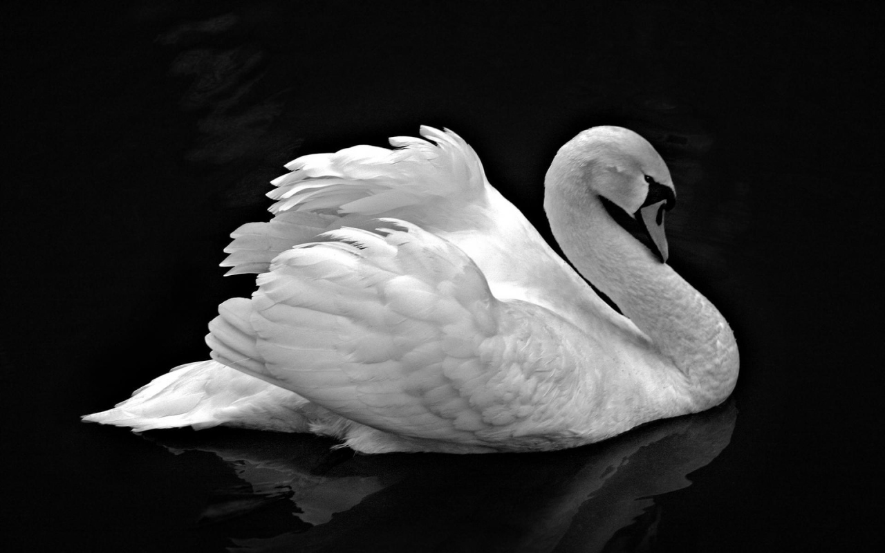 Лебедь невероятной красоты