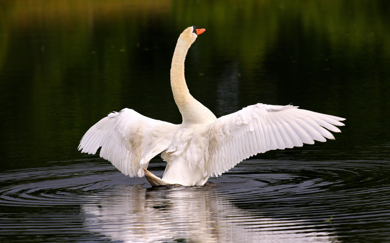 Лебедь собирается взлететь