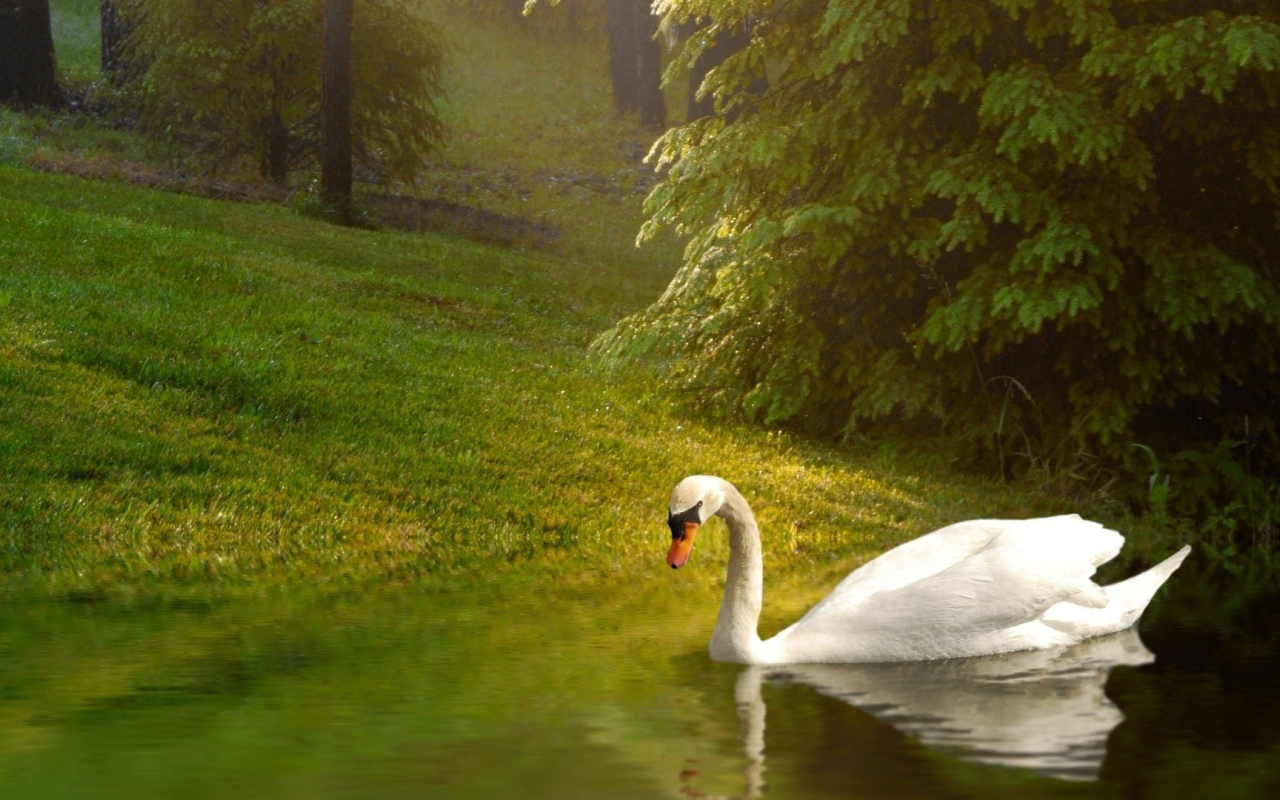 Лебедь у берега