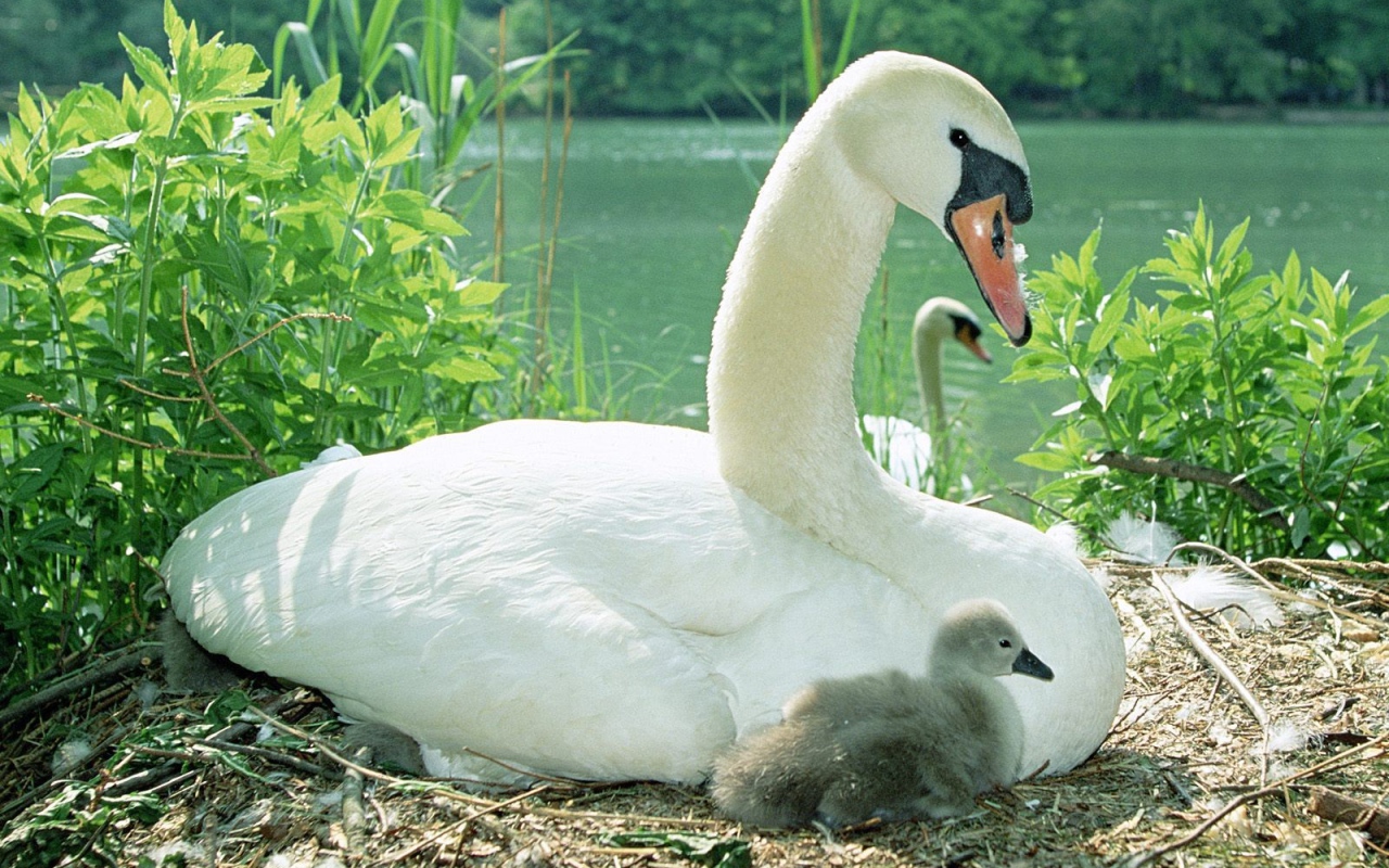Swan with chick