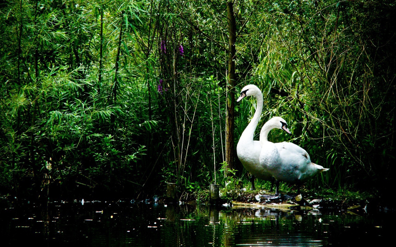 Лебеди на берегу озера