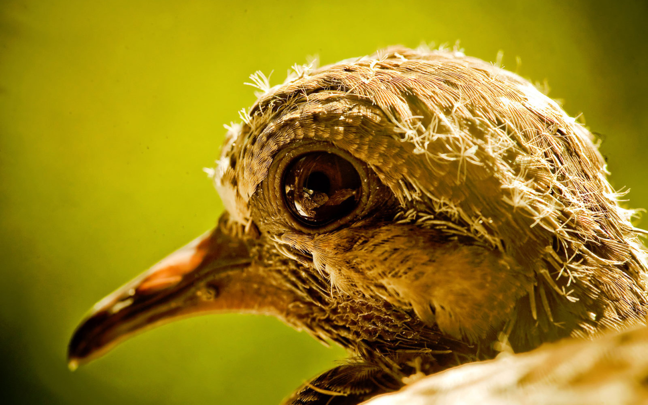 Голова новорожденного птенца