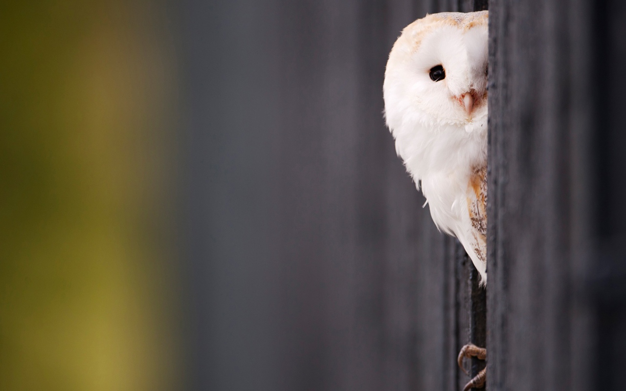 Красивая белая сова