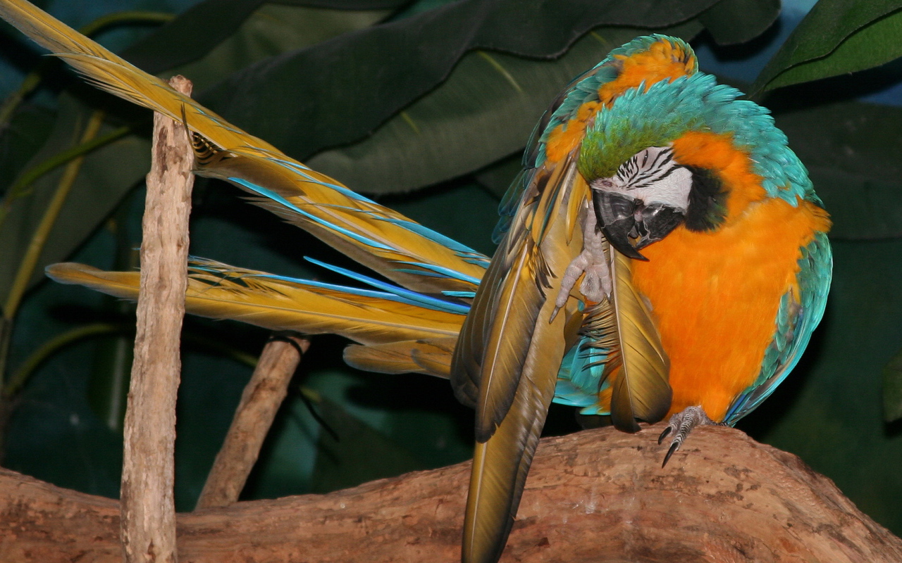 Желто синий попугай