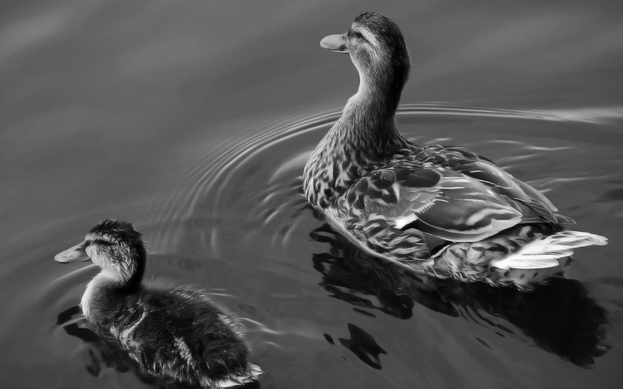 Утка с утенком