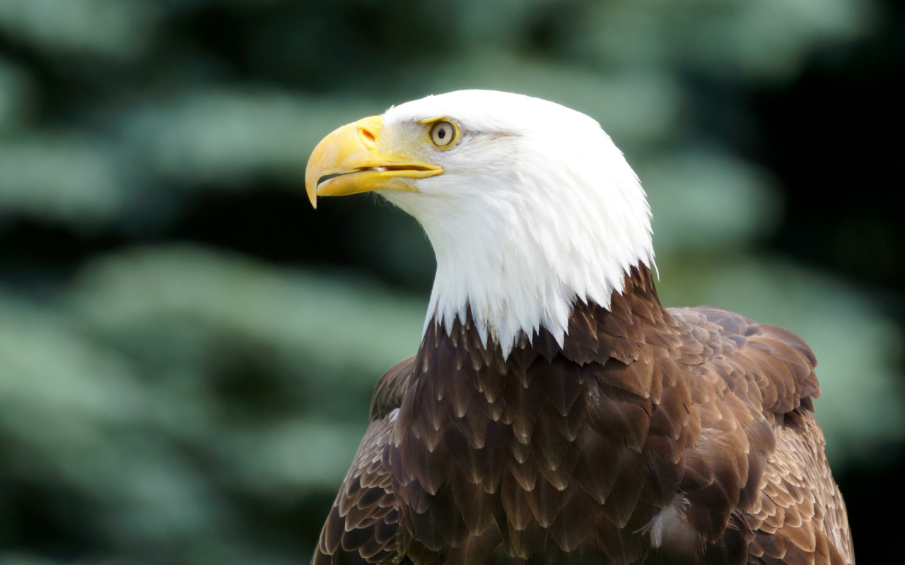 Белоголовый орлан