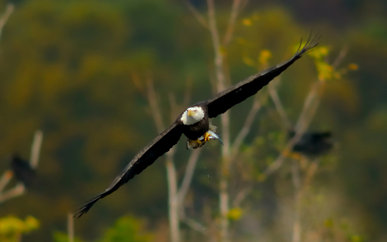 Белоголовый орел