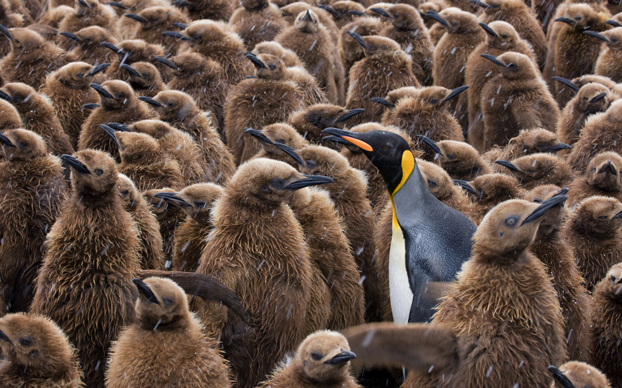Птенцы пингвинов