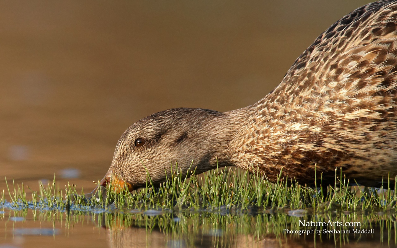 Утка пьет воду