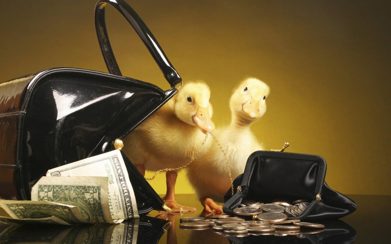 Утята у кошельков с деньгами