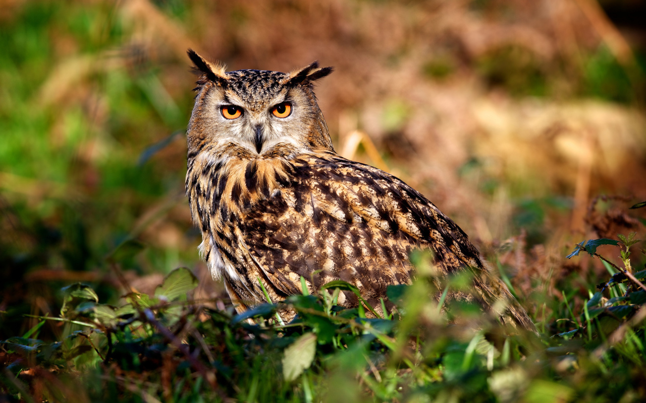 Ушастая сова