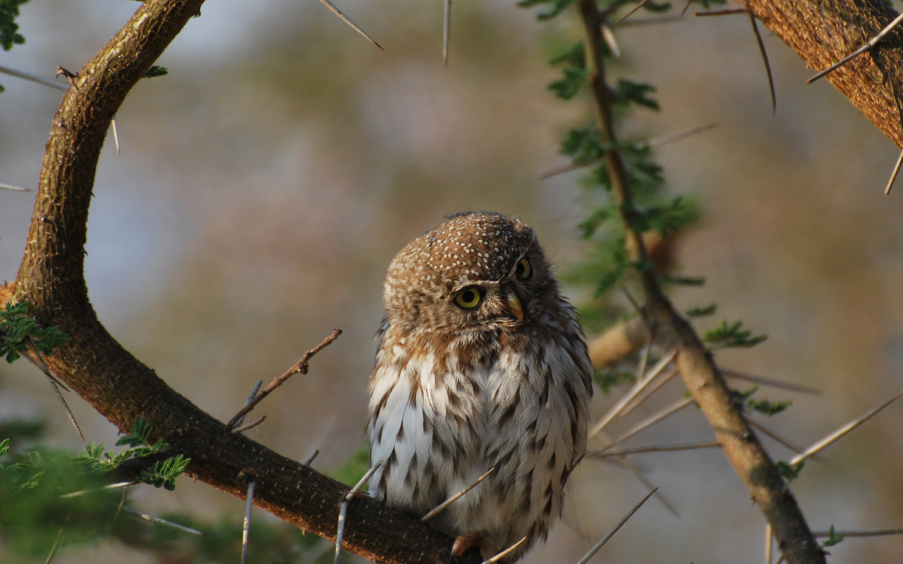 Сова на колючем дереве