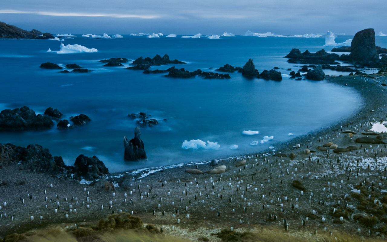 Пингвины на берегу моря