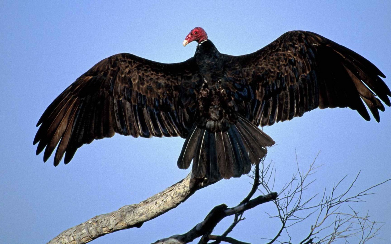 Птица из Турции