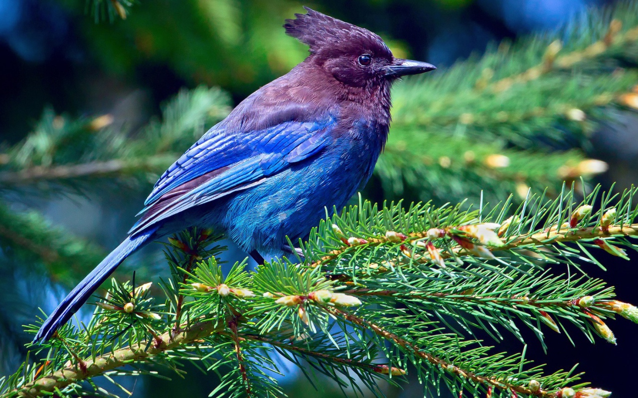 Cиняя птичка на ёлке