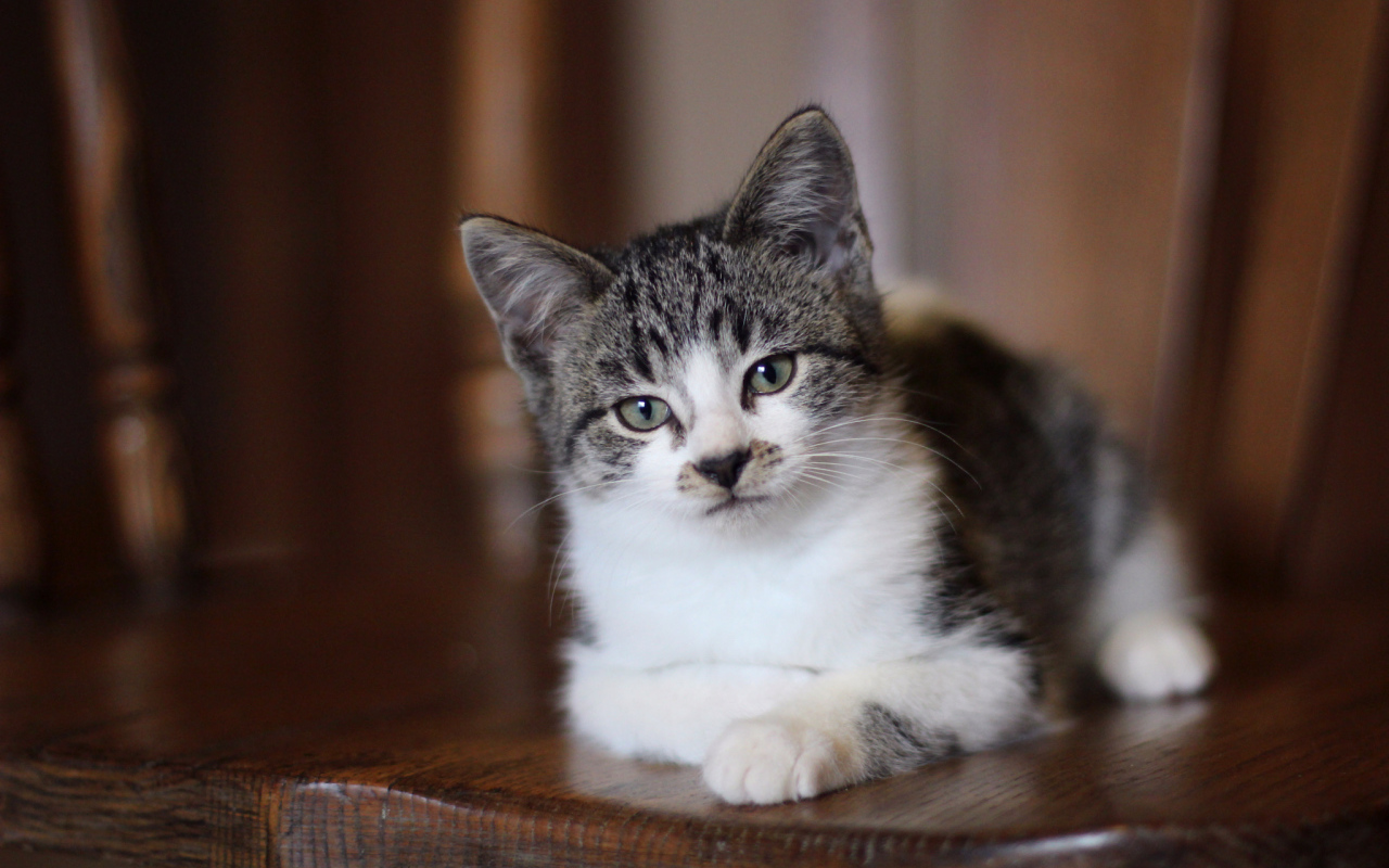 Внимательный взгляд серого кота