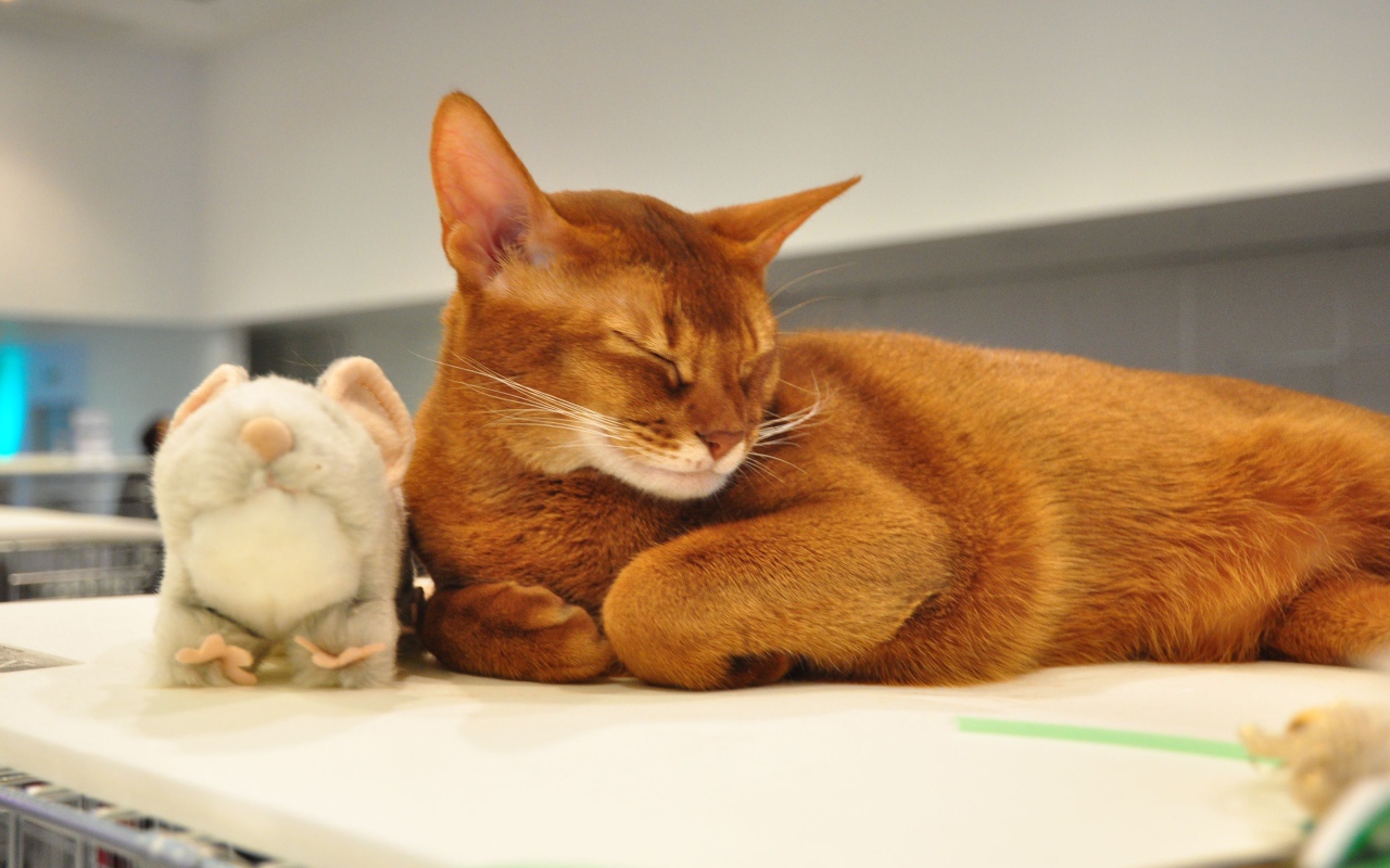 Абиссинская кошка с игрушкой