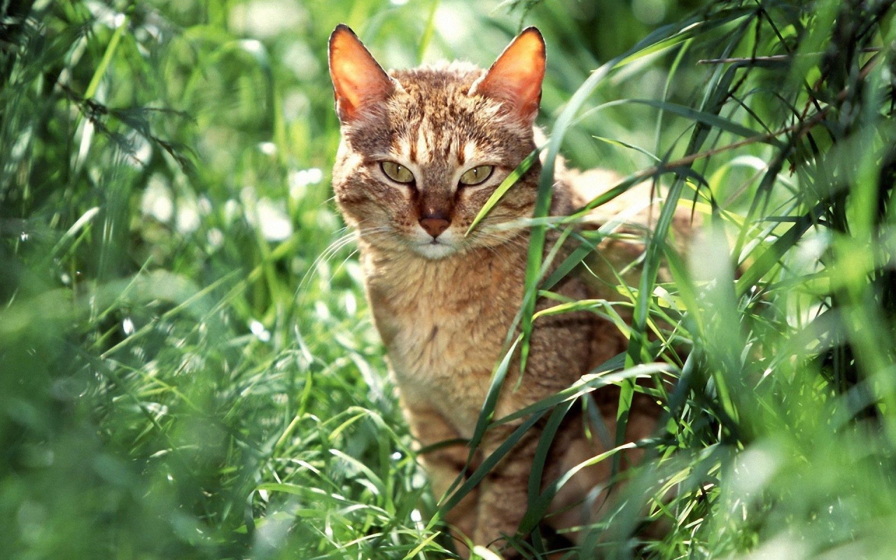Американская короткошерстная кошка в траве