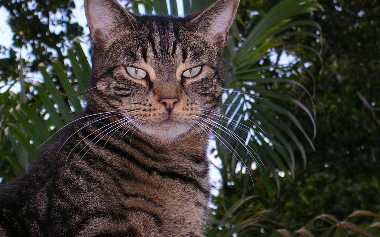 Американская короткошерстная кошка в саду