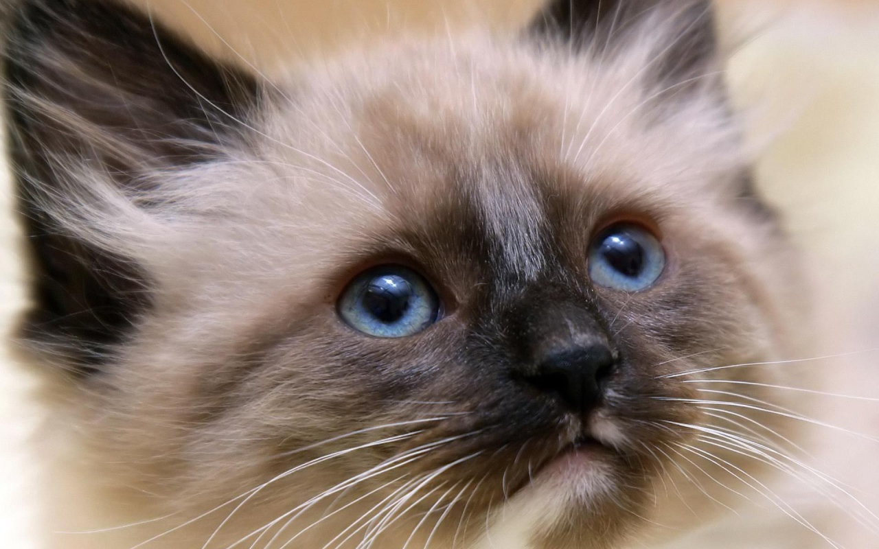 Котенок балийской кошки