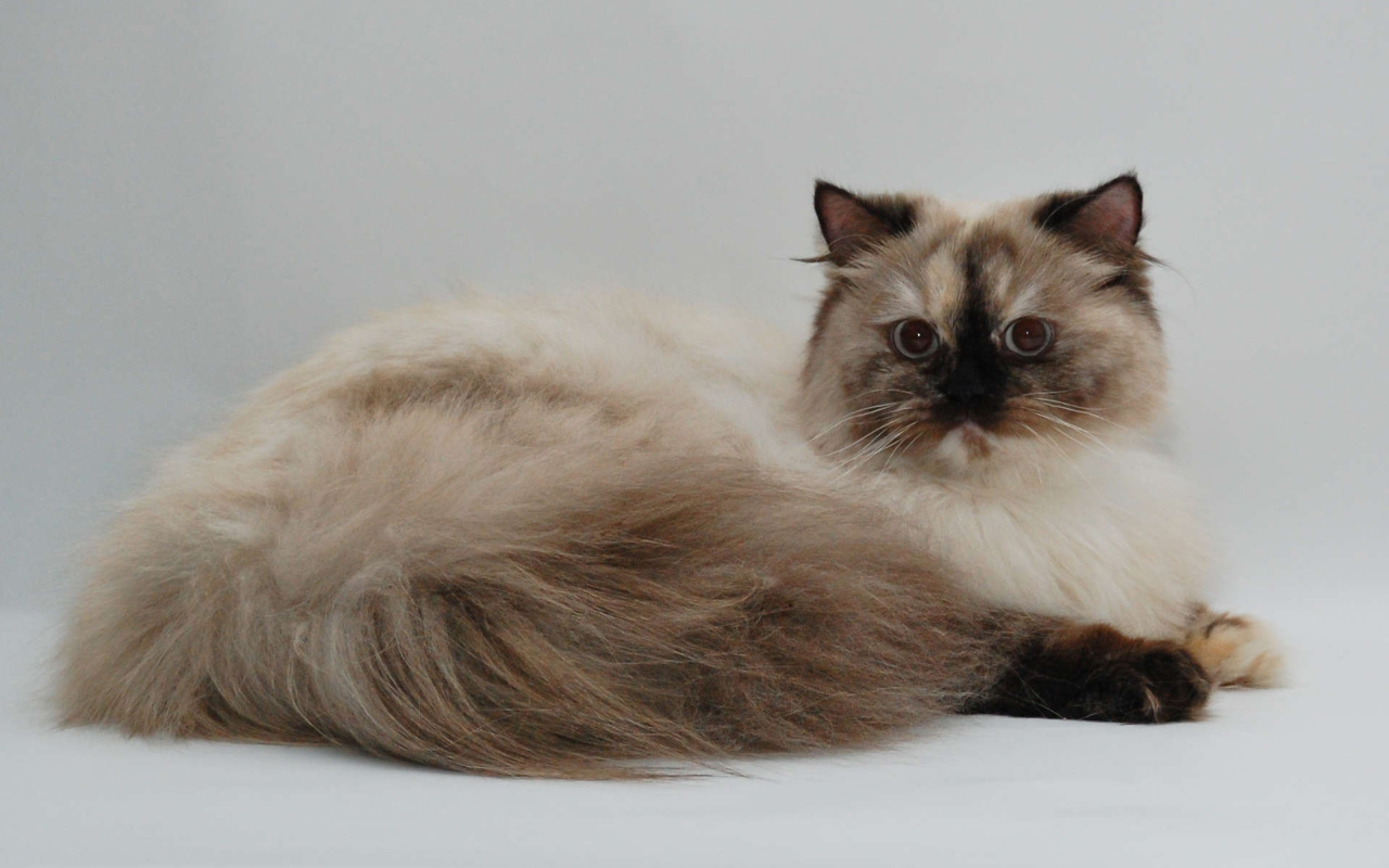 Красивая британская длинношерстная кошка