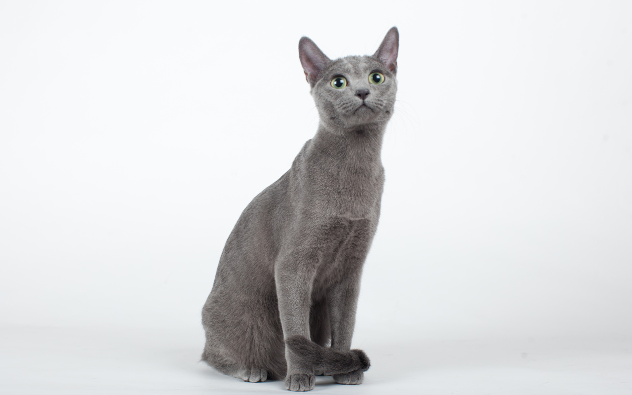 Красивая русская голубая кошка