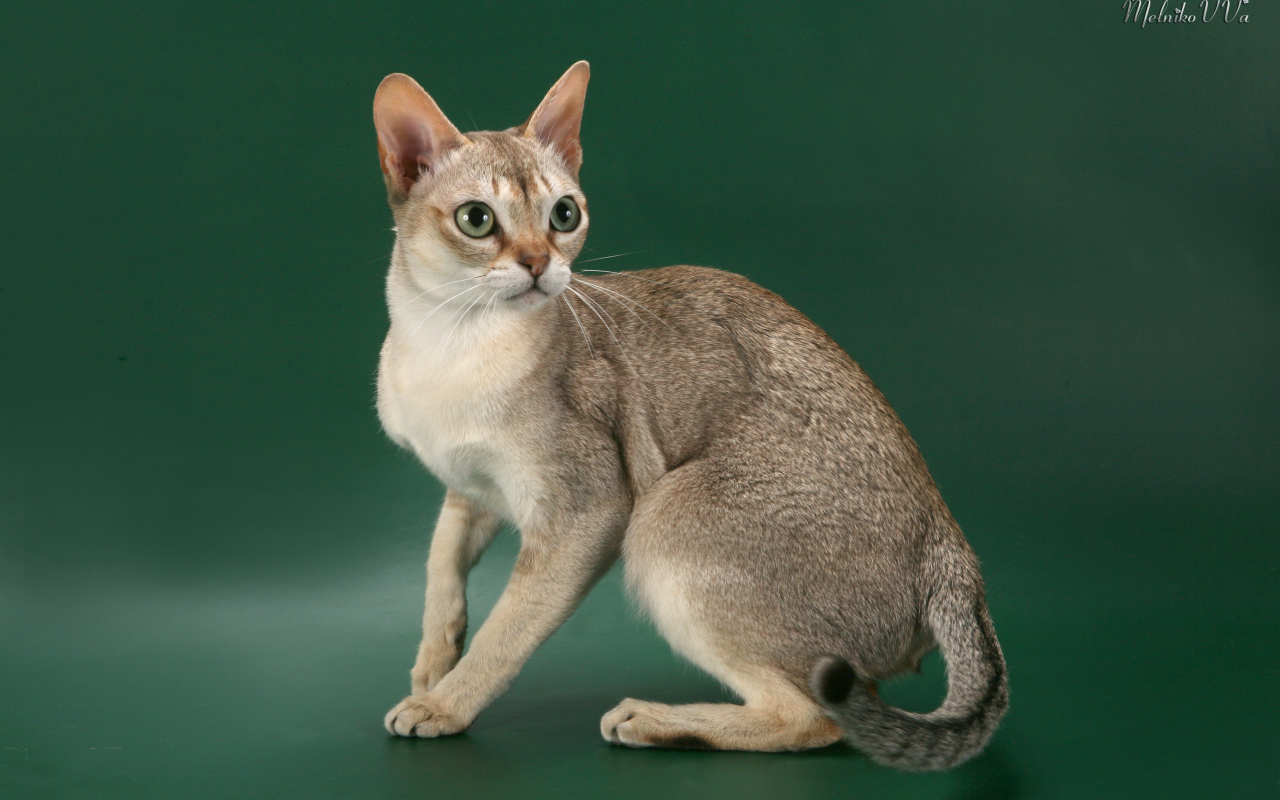 Красивая сингапурская кошка