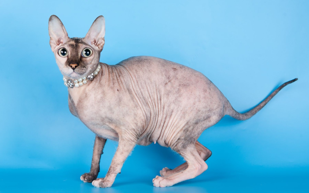 Красивый кот петерболд