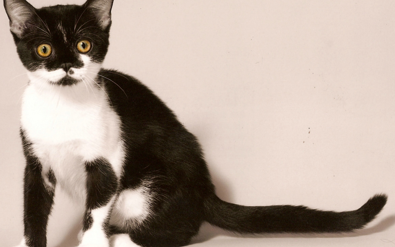 Черно белая американская короткошерстная кошка