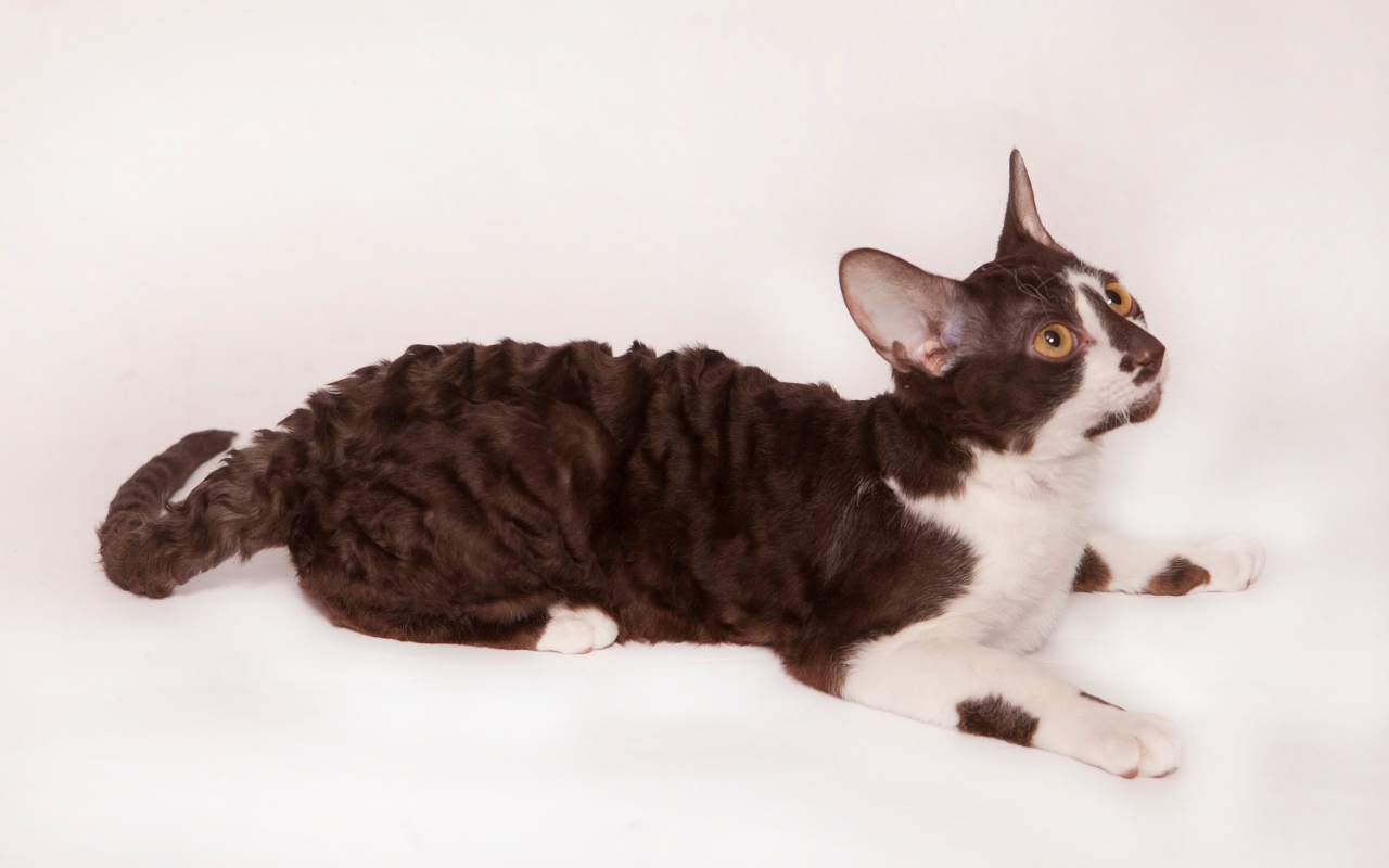 Черно белый корниш рекс