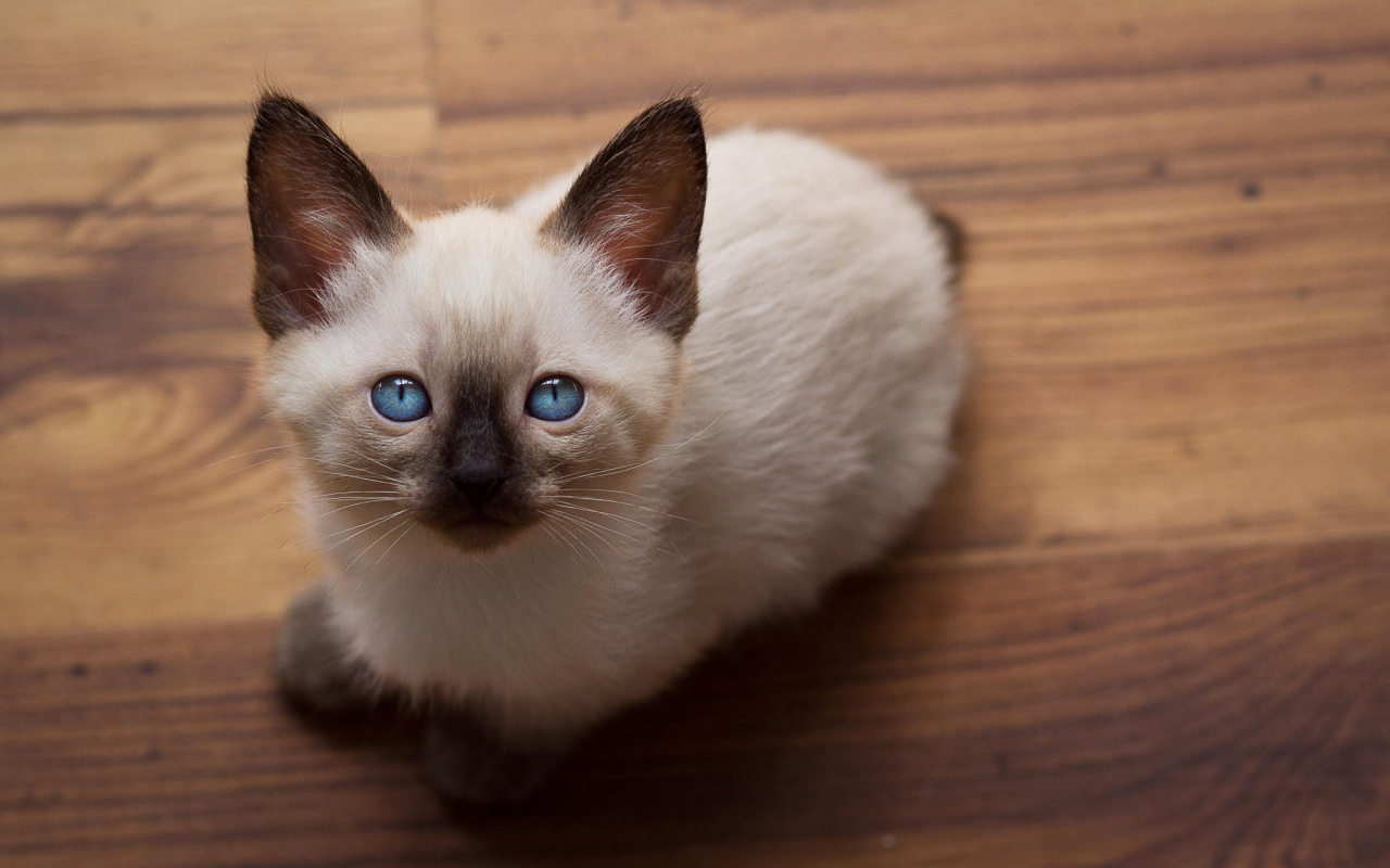 Голубоглазый котенок меконгский бобтейл