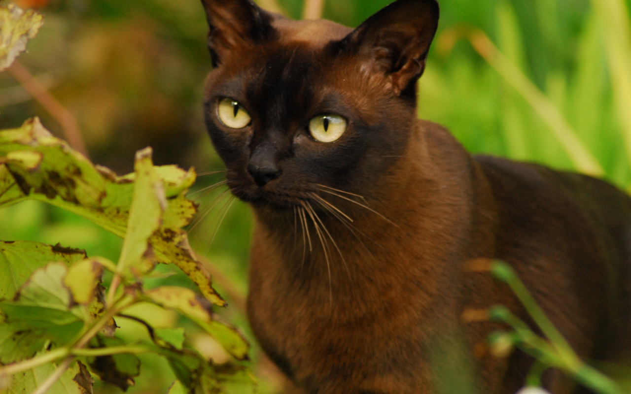 Бурманская кошка среди зелени
