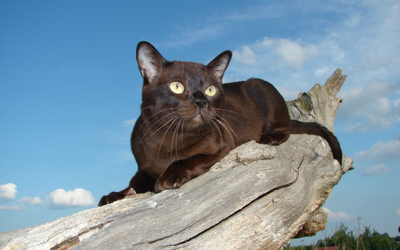 Бурманская кошка на сухом пне