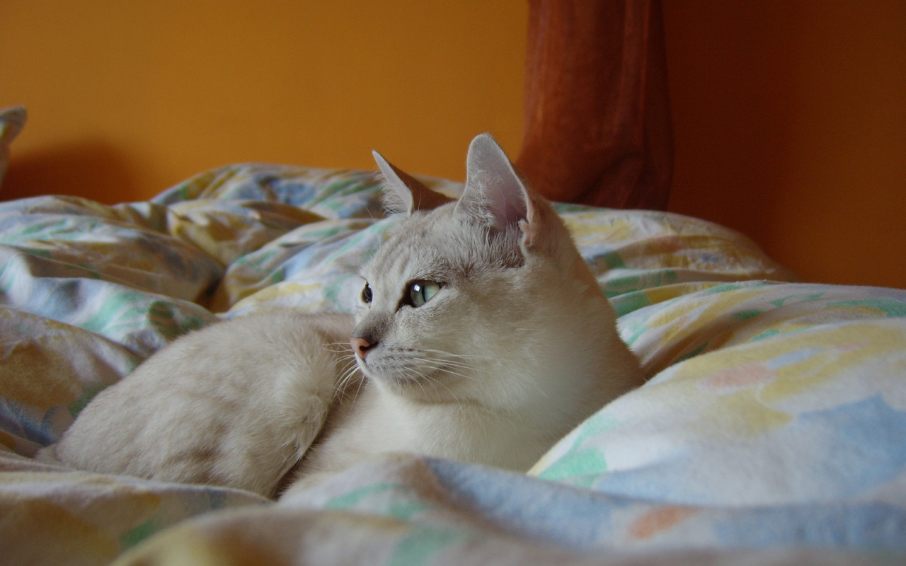 Бурмилла в кровати