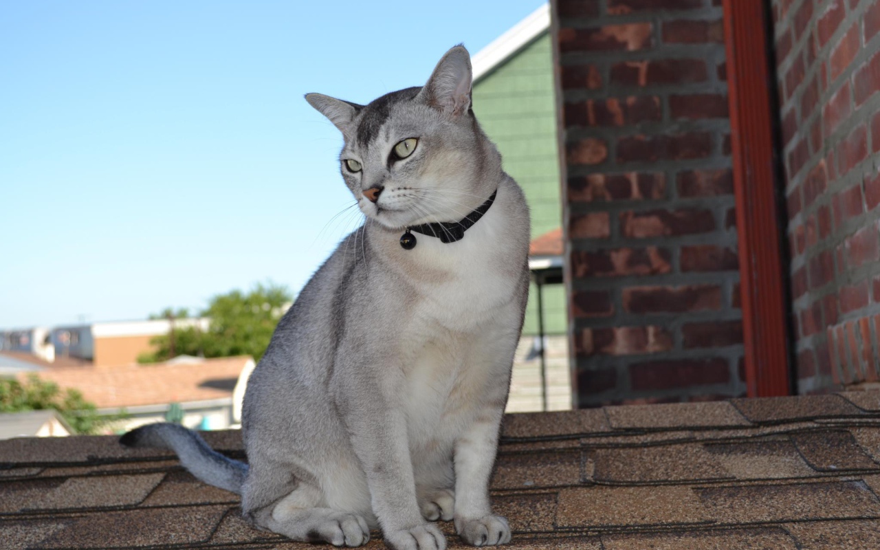 Бурмилла сидит на крыше